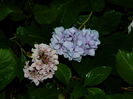 DSCN3015
