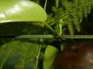 DSCN3029