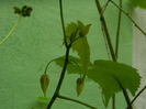 DSCN3042