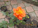 DSCN2245