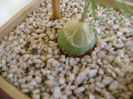 Bowiea volubilis