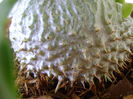Myrmecodia beccarii, detaliu