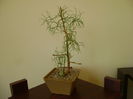 Bowiea volubilis