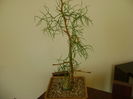 Bowiea volubilis