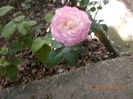 DSCN2273