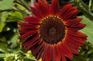 MoulinRouge sunflower