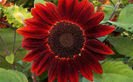 red_sunflower 2