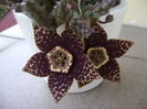 Stapelia variegata