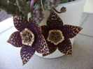 Stapelia variegata