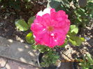 DSCN2285