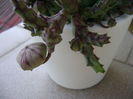 Stapelia variegata, boboc