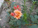 mandarin