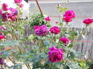 DSCN2310