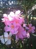 Somon cu floare mare
