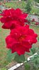 WP_20160723_15_35_57_Pro