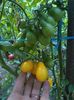 Cherry galbene