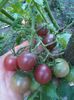Cherry negre
