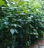 IMG_20160723_224409