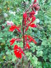 DSCN5683