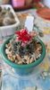 Gymnocalycium baldianum