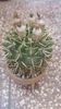 Notocactus submammulosus