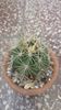 Thelocactus bicolor ssp. flavispinus