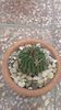 Echinofossulocactus Lamellosus