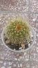 Eriocactus warasii