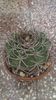 Gymnocalycium mostii