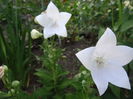 platycodon astra