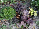 heuchera