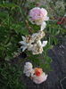 Ghislaine