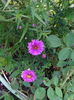 aster, multumesc Mihaela !