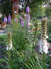 liatris