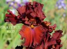 Grateful Red