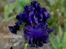 Shadows of Night