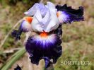 Sortilège