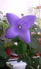 Plathycodon Astra blue