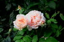 IMG_20160725_072729