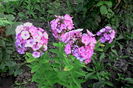 IMG_20160725_072711