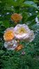 WP_20160722_040