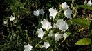 Campanula la a treia remontare !