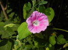 Morning Glory_Ipomoea (2016, Jul.04)