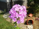 Phlox paniculata Pink (2016, Jul.14)