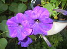 Purple Petunia (2016, June 10)