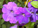 Purple Petunia (2016, June 10)