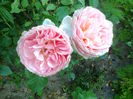 A shropshire lad