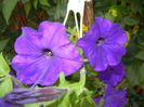 Purple Petunia (2016, June 10)