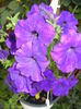 Purple Petunia (2016, June 10)