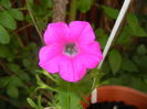 Pink Petunia (2016, June 12)